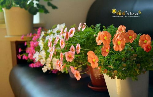 野花种植技巧, 家庭园艺解决方案解析-第4张图片-佛山资讯网 野花种植技巧, 家庭园艺解决方案解析-第4张图片-佛山资讯网