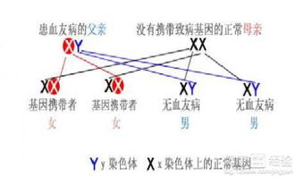 血友病治疗的可能性与挑战-全面解析血友病治愈方案-第1张图片-佛山资讯网 血友病治疗的可能性与挑战-全面解析血友病治愈方案-第1张图片-佛山资讯网