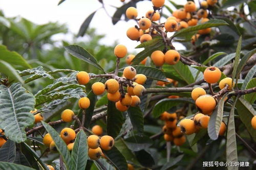 捻桃汁制作与营养价值解析-健康饮品新选择-第2张图片-佛山资讯网 捻桃汁制作与营养价值解析-健康饮品新选择-第2张图片-佛山资讯网