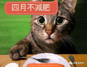 种子猫torrentkitty中文网官网,资源搜索与安全使用指南-第5张图片-佛山资讯网