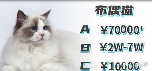 种子猫torrentkitty中文网官网,资源搜索与安全使用指南-第4张图片-佛山资讯网
