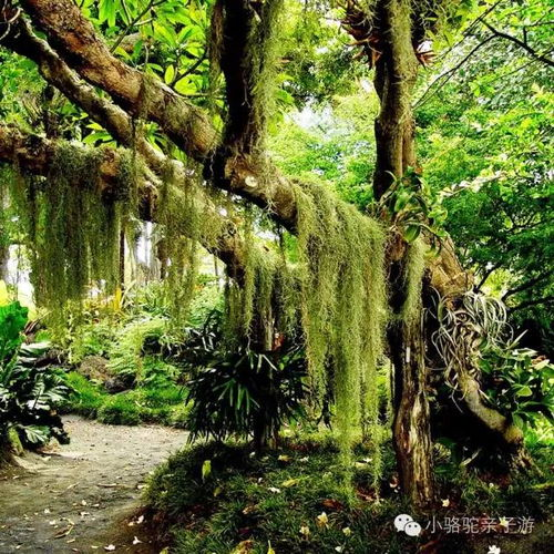 云南旅游必去的景点-探索自然与文化之美-第3张图片-佛山资讯网 云南旅游必去的景点-探索自然与文化之美-第3张图片-佛山资讯网