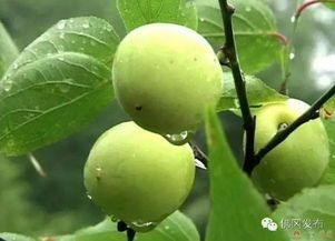 青梅的营养价值与食用方法-健康零食新选择-第2张图片-佛山资讯网