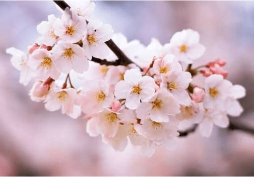 火影忍者疾风传樱花之美-情感与剧情的交织解析-第3张图片-佛山资讯网