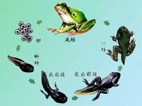 厨房春潮,春季食材的创意烹饪指南-打造美味与健康的春日餐桌-第1张图片-佛山资讯网 厨房春潮,春季食材的创意烹饪指南-打造美味与健康的春日餐桌-第1张图片-佛山资讯网