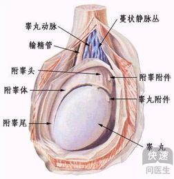 湿毒清胶囊治疗阴囊潮湿的真相解析-第1张图片-佛山资讯网