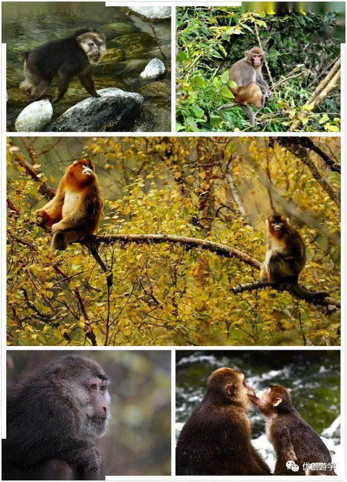 高效进入狂野式，探索未知领域的两种途径-第3张图片-佛山资讯网