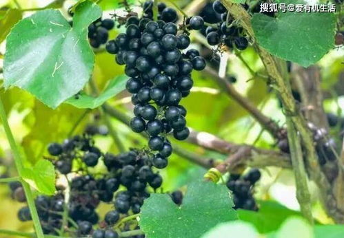 葡萄成熟时3国语完整版-葡萄园里的丰收秘密-第2张图片-佛山资讯网