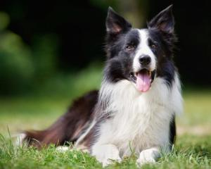边境牧羊犬,聪明伴侣-训练与养护全攻略-第3张图片-佛山资讯网