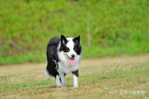 边境牧羊犬,聪明伴侣-训练与养护全攻略-第5张图片-佛山资讯网