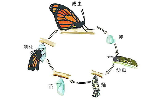 花蝴蝶免费观看在线观看高清-探索自然之美的秘密-第4张图片-佛山资讯网 花蝴蝶免费观看在线观看高清-探索自然之美的秘密-第4张图片-佛山资讯网