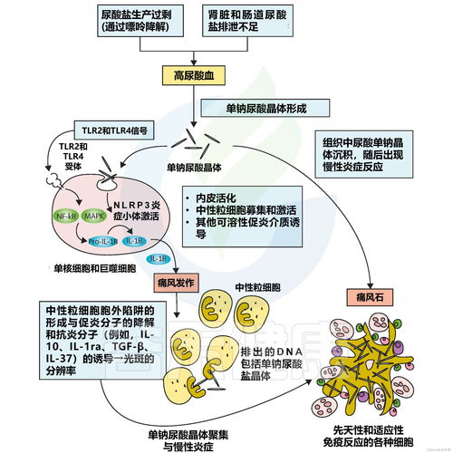 晚上睡觉下面一直硬的原因与应对策略-第4张图片-佛山资讯网 晚上睡觉下面一直硬的原因与应对策略-第4张图片-佛山资讯网