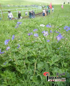 野花电影免费观看:合法途径与观影技巧解析-第4张图片-佛山资讯网 野花电影免费观看:合法途径与观影技巧解析-第4张图片-佛山资讯网