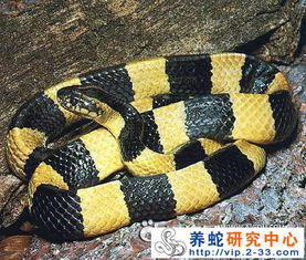 探索世界上最大的蛇:特征与生活习性解析-第4张图片-佛山资讯网 探索世界上最大的蛇:特征与生活习性解析-第4张图片-佛山资讯网