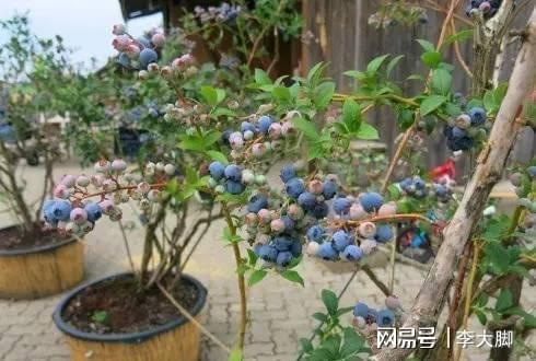 木棉花的春天-绽放之美与文化内涵解析-第1张图片-佛山资讯网