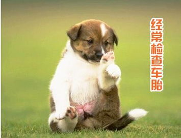 电影中的狗狗角色,情感传递与剧情发展的关键-角色分析与实践指南-第2张图片-佛山资讯网 电影中的狗狗角色,情感传递与剧情发展的关键-角色分析与实践指南-第2张图片-佛山资讯网