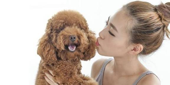 电影中的狗狗角色,情感传递与剧情发展的关键-角色分析与实践指南-第4张图片-佛山资讯网 电影中的狗狗角色,情感传递与剧情发展的关键-角色分析与实践指南-第4张图片-佛山资讯网