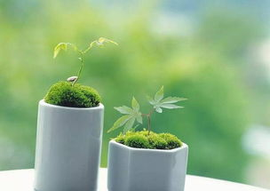 植物大战僵尸原版：经典游戏魅力解析与玩法攻略-第2张图片-佛山资讯网