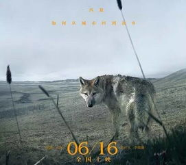 狼群影院中文字幕,提升观影体验-字幕翻译质量与功能解析-第2张图片-佛山资讯网 狼群影院中文字幕,提升观影体验-字幕翻译质量与功能解析-第2张图片-佛山资讯网