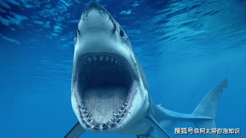 鲨鱼影视,高清观影体验-全面解析使用技巧与优势-第1张图片-佛山资讯网 鲨鱼影视,高清观影体验-全面解析使用技巧与优势-第1张图片-佛山资讯网