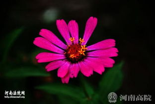 国产与欧洲韩国野花视频资源解析-植物爱好者必备指南-第2张图片-佛山资讯网