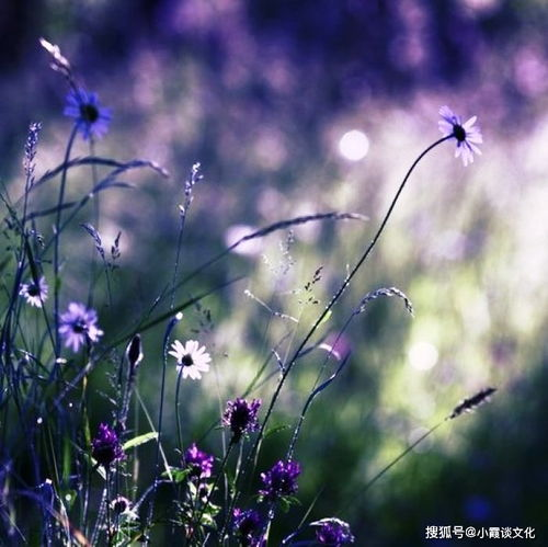 国产与欧洲韩国野花视频资源解析-植物爱好者必备指南-第3张图片-佛山资讯网