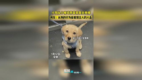 驯服小狗 子4 - 完美宠物训练指南-第1张图片-佛山资讯网 驯服小狗 子4 - 完美宠物训练指南-第1张图片-佛山资讯网