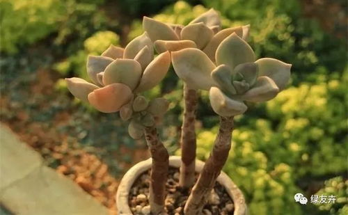 大尺寸小黄说字多肉植物,办公室的自然之选-装饰方案解析-第2张图片-佛山资讯网 大尺寸小黄说字多肉植物,办公室的自然之选-装饰方案解析-第2张图片-佛山资讯网