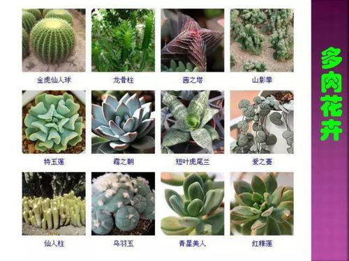大尺寸小黄说字多肉植物,办公室的自然之选-装饰方案解析-第3张图片-佛山资讯网 大尺寸小黄说字多肉植物,办公室的自然之选-装饰方案解析-第3张图片-佛山资讯网