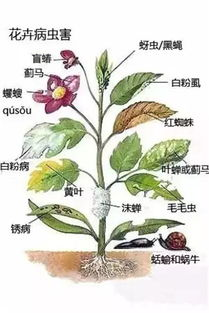 田间管理策略,提升作物产量-高效农业作业解析-第4张图片-佛山资讯网 田间管理策略,提升作物产量-高效农业作业解析-第4张图片-佛山资讯网