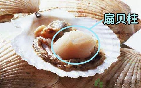 宝宝扇贝现象解析-原因与应对策略-第1张图片-佛山资讯网