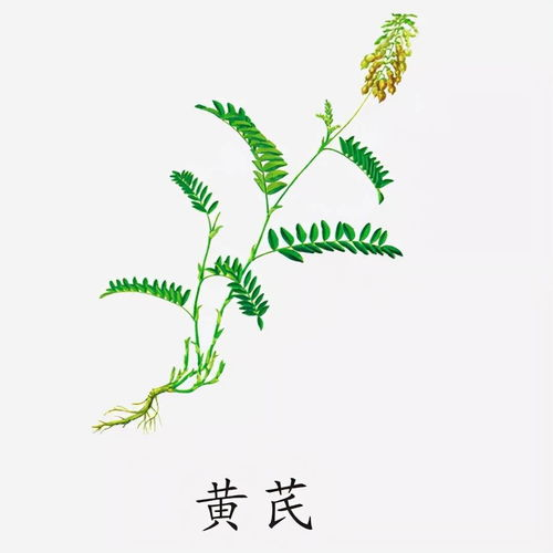蒲公英种植与利用-自然疗法的实践指南-第4张图片-佛山资讯网