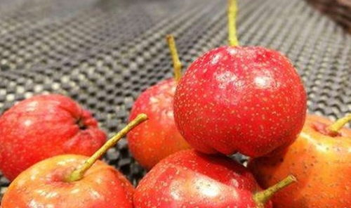 红果免费视频赚钱,实现财务自由的秘密武器-深度解析与实用技巧-第2张图片-佛山资讯网 红果免费视频赚钱,实现财务自由的秘密武器-深度解析与实用技巧-第2张图片-佛山资讯网