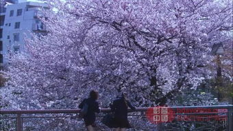 樱花影视在线观看,高清影视资源一网打尽-第2张图片-佛山资讯网 樱花影视在线观看,高清影视资源一网打尽-第2张图片-佛山资讯网