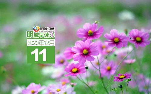 探索野花之美:日本与韩国免费视频资源对比-第3张图片-佛山资讯网 探索野花之美:日本与韩国免费视频资源对比-第3张图片-佛山资讯网