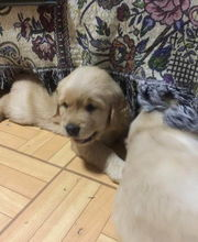 宠物犬选择与训练指南-汪汪队成员养成记-第2张图片-佛山资讯网