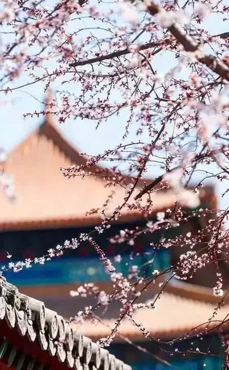 寂寞杏花红,古典情怀与现代阅读的交融-第4张图片-佛山资讯网 寂寞杏花红,古典情怀与现代阅读的交融-第4张图片-佛山资讯网