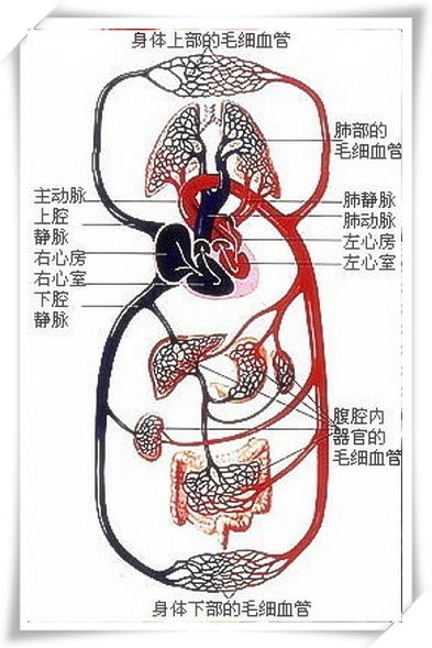 坐着轮流提双腿,改善血液循环-办公室健身新策略-第1张图片-佛山资讯网 坐着轮流提双腿,改善血液循环-办公室健身新策略-第1张图片-佛山资讯网