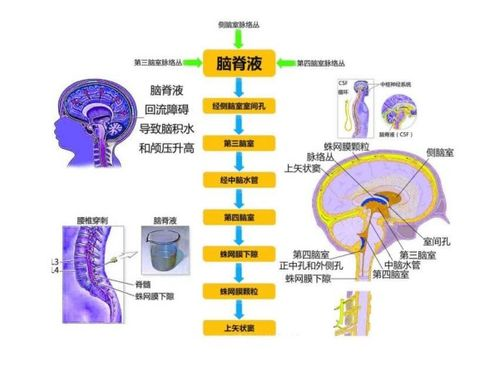 肉食系警官联谊对象深度解析-12生肉特质分析-第1张图片-佛山资讯网