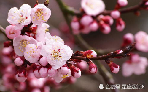 在线观看桃花视频，感受春日盛开之美-第3张图片-佛山资讯网