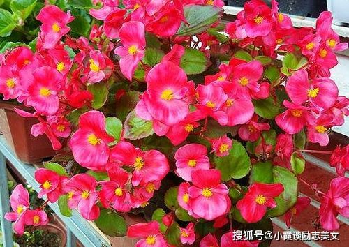那年花开月正圆,探寻诗意生活的秘密-文化内涵解析-第4张图片-佛山资讯网 那年花开月正圆,探寻诗意生活的秘密-文化内涵解析-第4张图片-佛山资讯网