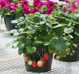 草莓爱好者必看: xcm71xyz草莓官网,全方位了解草莓资讯-SEO优化策略-第3张图片-佛山资讯网 草莓爱好者必看: xcm71xyz草莓官网,全方位了解草莓资讯-SEO优化策略-第3张图片-佛山资讯网