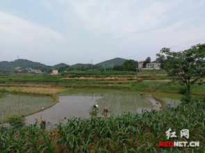 乡野春风,细腻描绘田园生活-小说章节目录一览-第3张图片-佛山资讯网 乡野春风,细腻描绘田园生活-小说章节目录一览-第3张图片-佛山资讯网