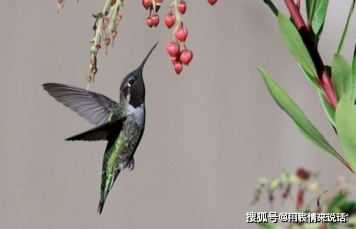 蜂鸟影院大全免费观看指南-合法观影体验升级-第4张图片-佛山资讯网