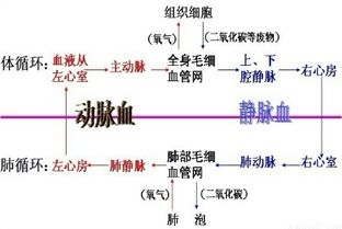 关键部位锻炼与性功能提升-全身综合锻炼方案解析-第4张图片-佛山资讯网 关键部位锻炼与性功能提升-全身综合锻炼方案解析-第4张图片-佛山资讯网