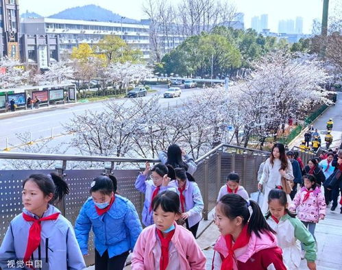 樱花福利院入口指南-便捷访问方式与周边环境解析-第3张图片-佛山资讯网