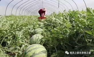 红牡丹养护技巧与注意事项-让花朵绽放如画-第2张图片-佛山资讯网 红牡丹养护技巧与注意事项-让花朵绽放如画-第2张图片-佛山资讯网