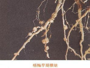 《意大利电影厨房2》精彩片段回顾，感受美食与情感的双重魅力-第2张图片-佛山资讯网