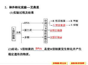 母亲DNA与儿子DNA相似度解析-遗传特征与个体差异-第1张图片-佛山资讯网