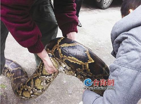 揭秘中国最吓人的一条巨蛇-巨蟒之谜与自然奇观-第2张图片-佛山资讯网 揭秘中国最吓人的一条巨蛇-巨蟒之谜与自然奇观-第2张图片-佛山资讯网